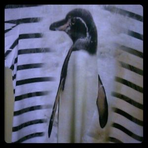 Fun whimsy penguin top.