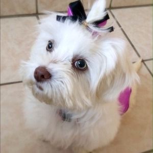 Not for sale. My puppy KAIA