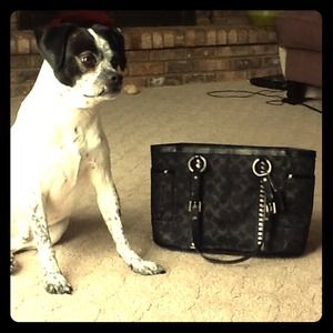 Coach purse w/ silver studs and shimmery "C"'s