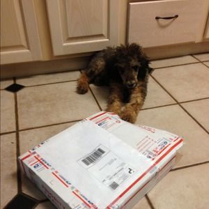 PUPPY POSHER