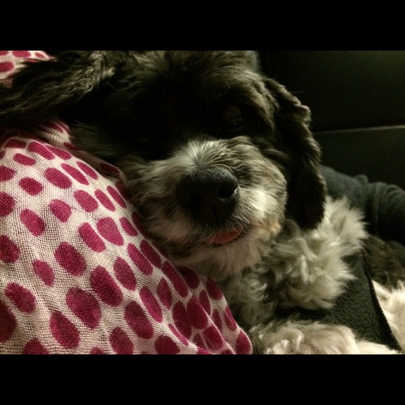 Cute dog to look at, never for sale!