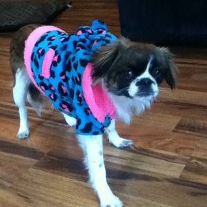 🐾🐾🐩BUNDLE!!🐩🐾🐾