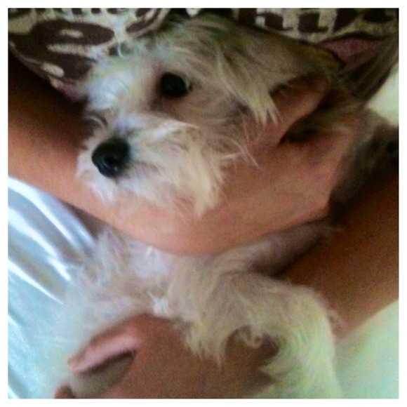 💕🐶💕PLEASE!! HELP MY MOMMY RAISE FUNDS FOR ME!! - Picture 2 of 4