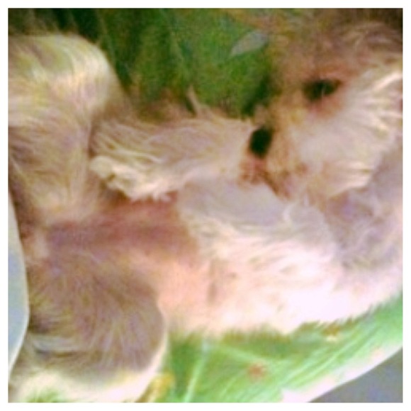 💕🐶💕PLEASE!! HELP MY MOMMY RAISE FUNDS FOR ME!! - Picture 3 of 4