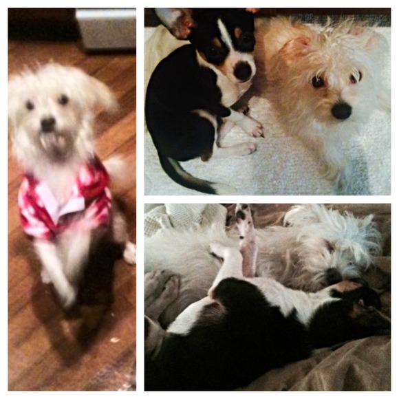 💕🐶💕PLEASE!! HELP MY MOMMY RAISE FUNDS FOR ME!! - Picture 4 of 4