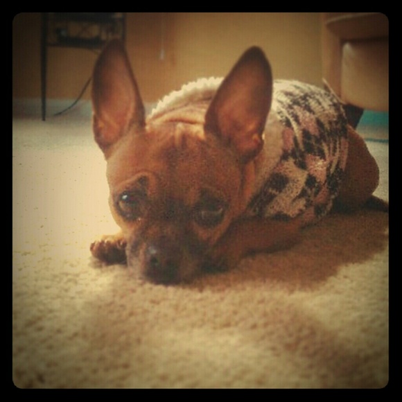 My little Molly Moo. - Picture 1 of 1