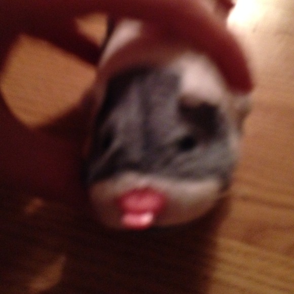 Zo-zo pet - Picture 5 of 5