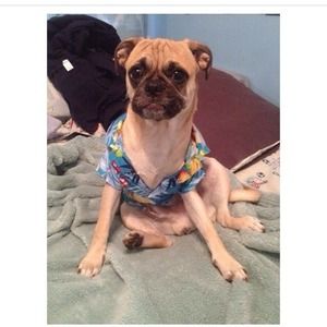 Hawaiian puppy shirt