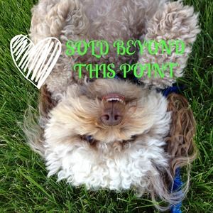 Everything below this picture of my puppy is sold!