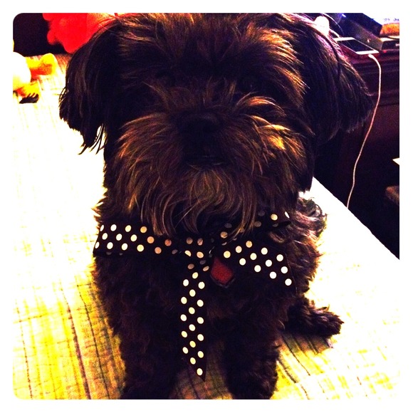 My baby dog Nappie 🐶 JUST SHARING