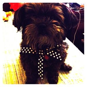 My baby dog Nappie 🐶 JUST SHARING