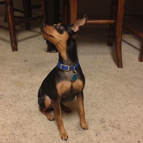 💙💙💙Basil💙💙💙 - Picture 2 of 3