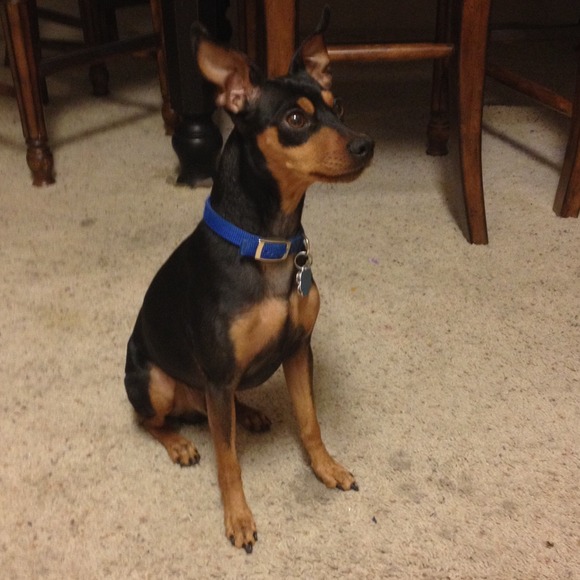 💙💙💙Basil💙💙💙 - Picture 3 of 3