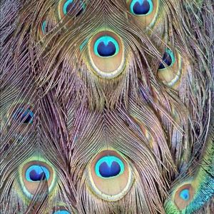 Bundle for @amdrea77