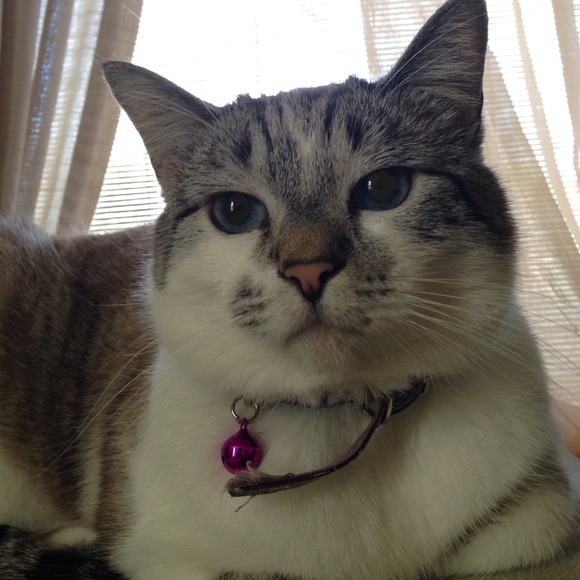 CAT FOR SALE