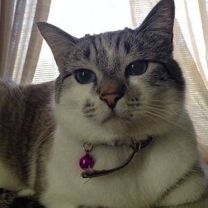 CAT FOR SALE