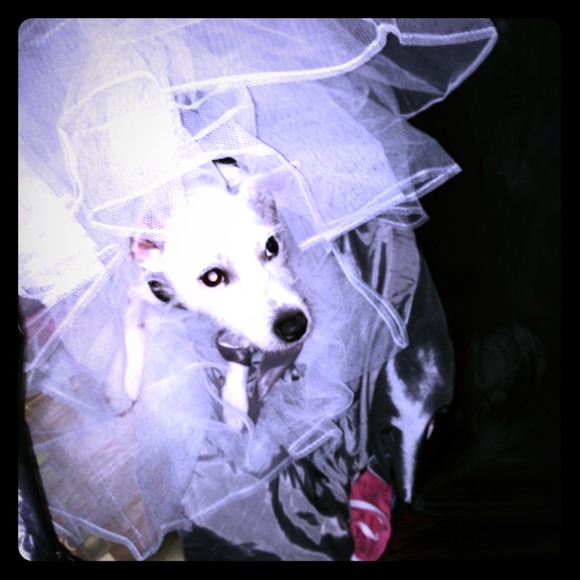 Meet the doggie Divas