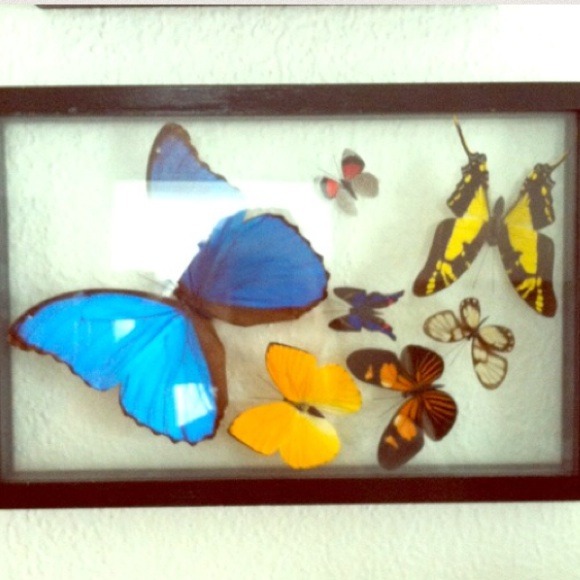 Looking for framed butterfly's!