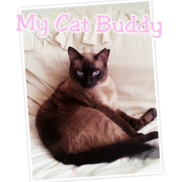 My cat Buddy
