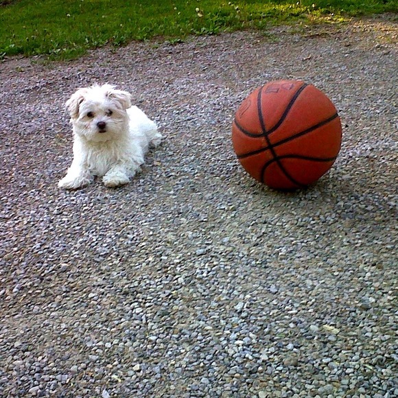 Not for sale!! Just showing my lovebug Kobe!! - Picture 2 of 4