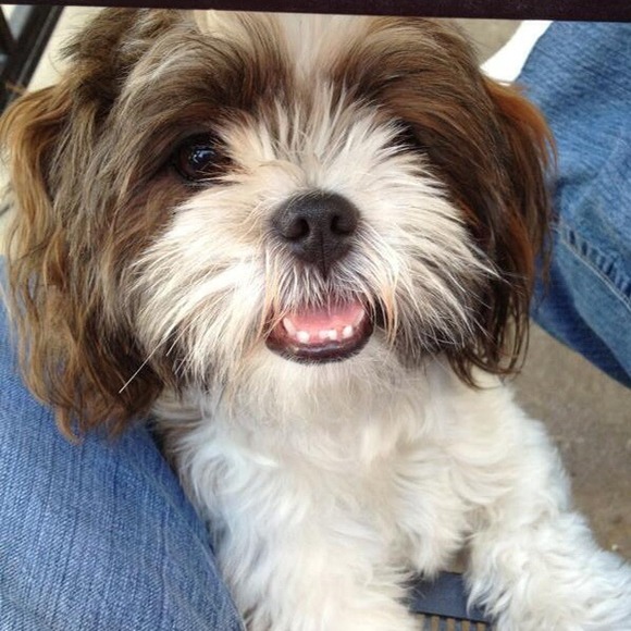 Meet my little helper🐶🐶 - Picture 2 of 4