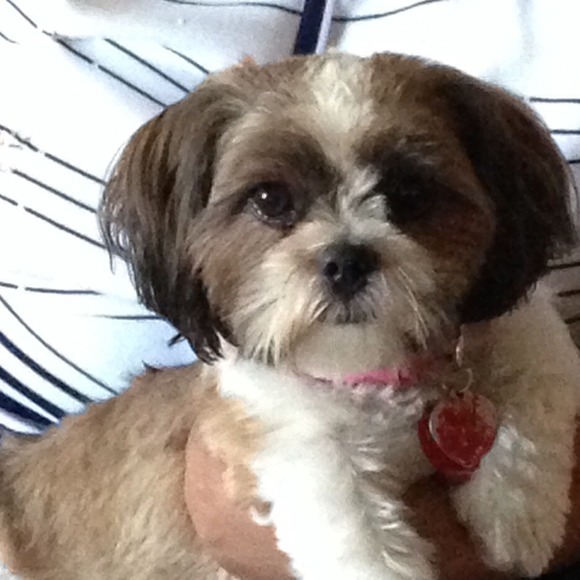 Meet my little helper🐶🐶 - Picture 3 of 4