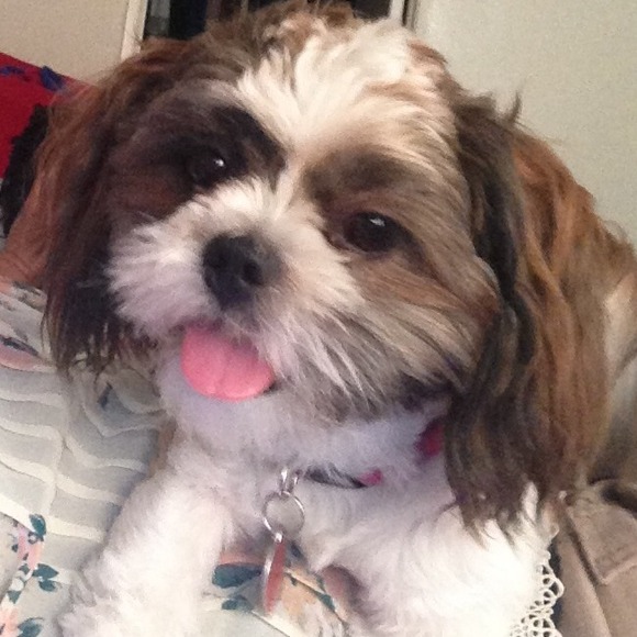 Meet my little helper🐶🐶 - Picture 4 of 4