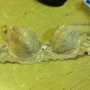 Tan lace bra