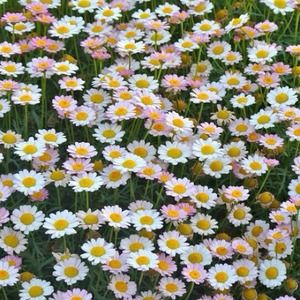 Shirt and skirt bundle