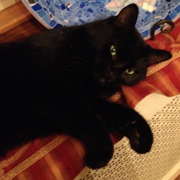 My Gorgeous Kitty 💗