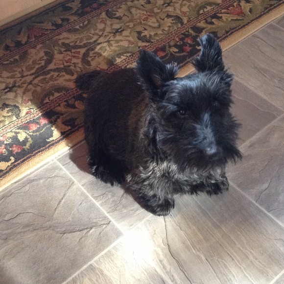 Meet My Scotty Girl Abbey