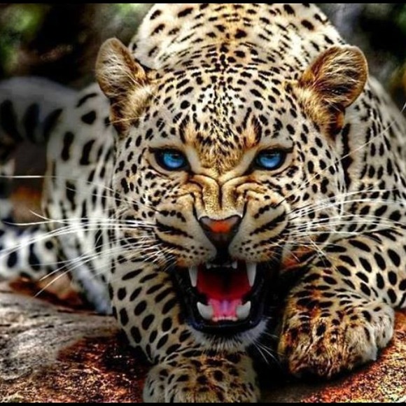 Be Fierce! You are a rare and special creature!