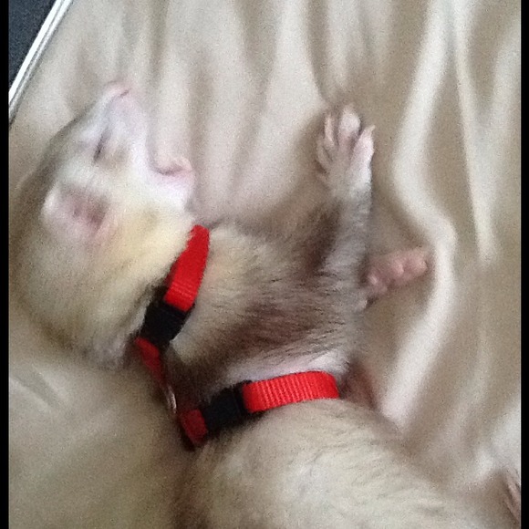 Ferret? - Picture 3 of 4