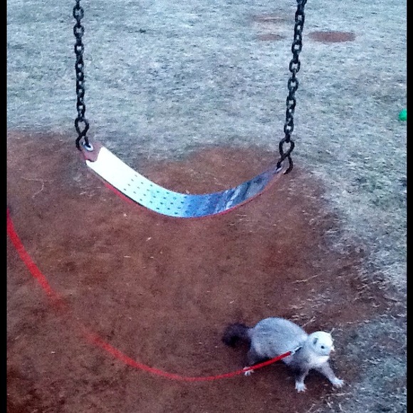 Ferret? - Picture 4 of 4