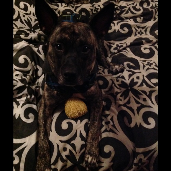 My Three Legged Pup - Picture 2 of 5