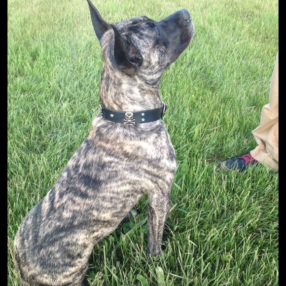 My Three Legged Pup - Picture 3 of 5