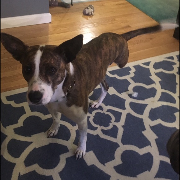 My Three Legged Pup - Picture 4 of 5