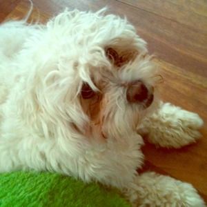 cute dog. (not for sale)