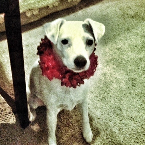 💞🐶🎉MAMA'S BOY... Gone but not forgotten💔