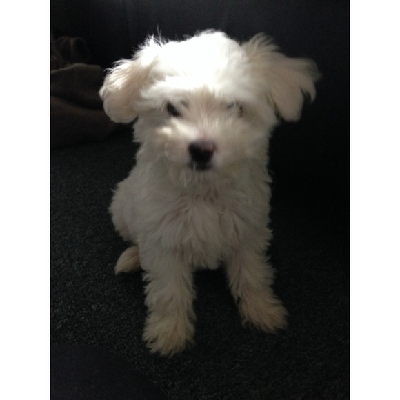 Meet Milky 🐾 - Picture 2 of 4