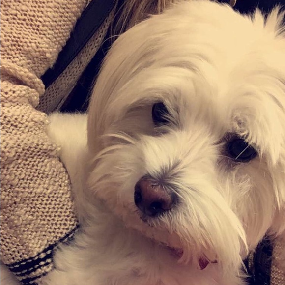 Meet Milky 🐾 - Picture 4 of 4