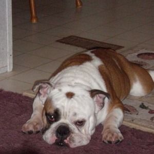 Looking to buy business casual tops