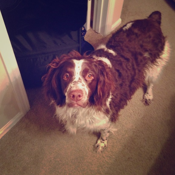 Meet my sweet dog Missy!