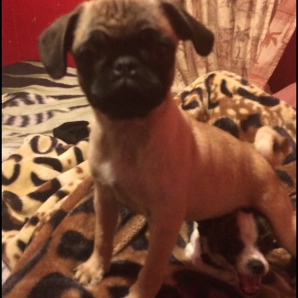 Just showing off my crazy pug 🐶💕 - Picture 1 of 2