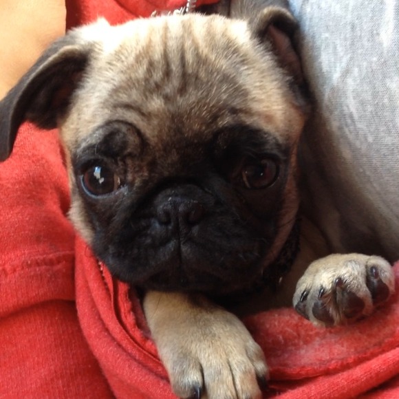 Just showing off my crazy pug 🐶💕 - Picture 2 of 2