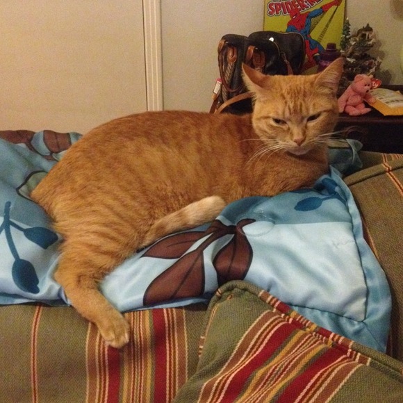 For Holly! Now Presenting! 😻 - Picture 4 of 4