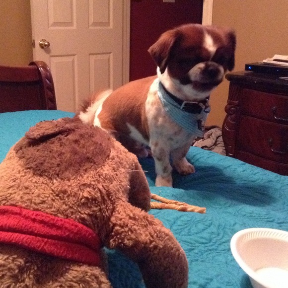 (My baby Kody Not for sale)!