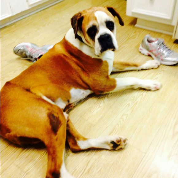 Austin Boxer Rescue Foster-Silver Hearts (hospice)