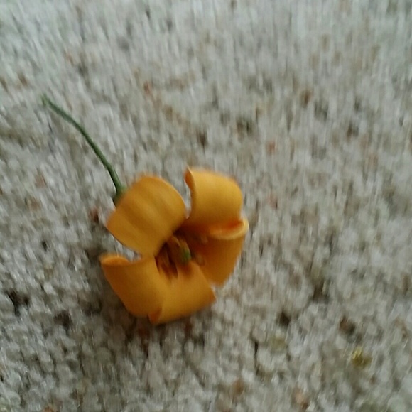 ❌SOLD❌Puakenikeni Flower for your ear
