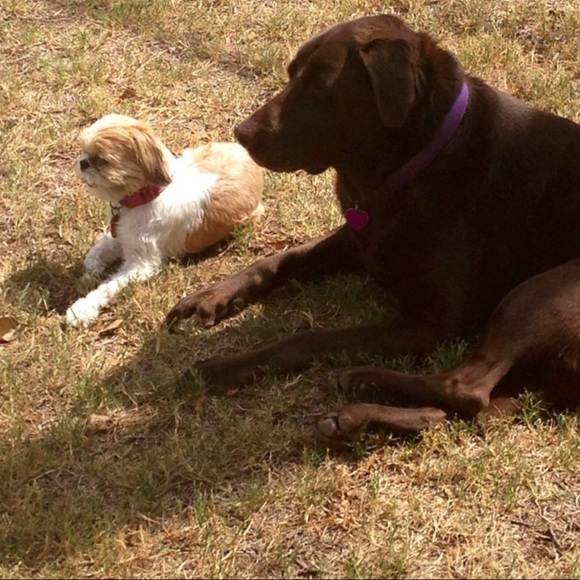 I'm • A • Dog • Mom 🐶🐾 - Picture 2 of 6